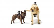 GoPro Fetch - Dog Harness 1